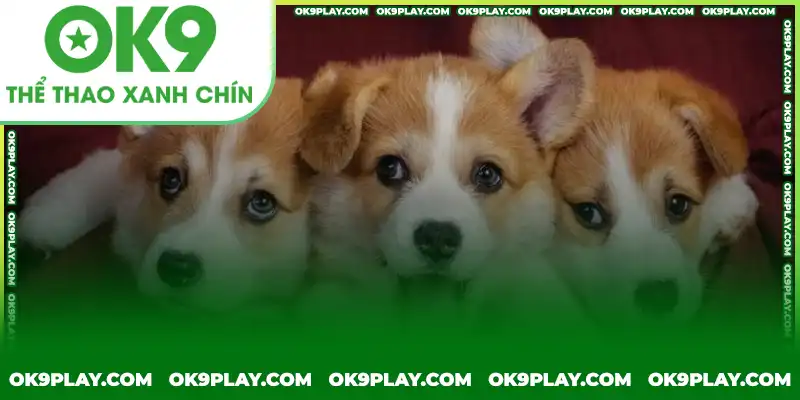 Gợi ý các con số may mắn khi nằm mơ thấy chó từ OK9